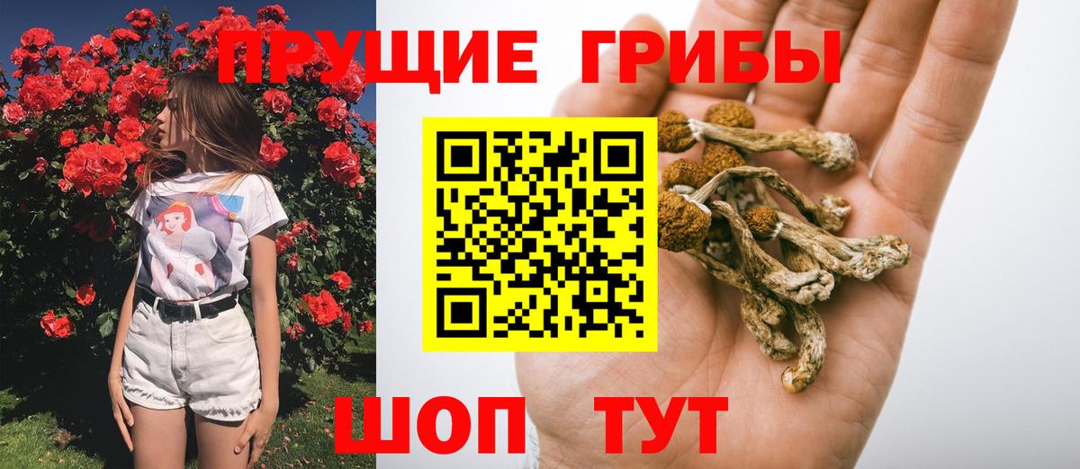 Псилоцибиновые грибы Psilocybe  Долгопрудный 